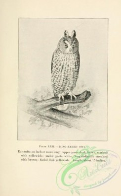 birds_bw-02799 - 024-Long-eared Owl