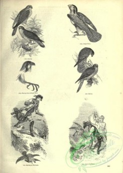 birds_bw-03405 - 007-Bengal Falcon, Kestrel, Merlin