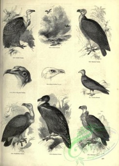 birds_bw-03409 - 011-Griffon Vulture, Sociable Vulture, Turkey Buzzard, Pondichery Vulture, Cinereous Vulture