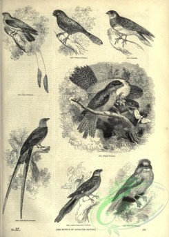 birds_bw-03415 - 017-Javanese Podargus, Nacunda, Leona Nightjar, Papuan Podargus, Fork-tailed Goatsucker, Cold-river Podargus