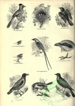 birds_bw-03422 - 024-Cunningham's Bush-Shrike, Butcher-bird, Cayenne Shrike
