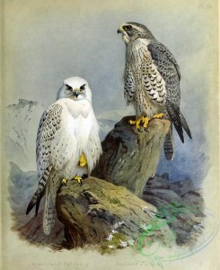birds_by_thorburn-00048 - Greenland Falcon, Iceland Falcon