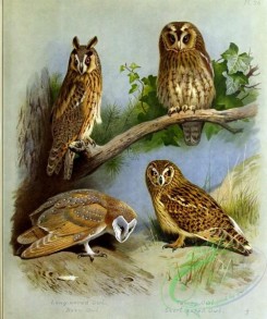 birds_by_thorburn-00053 - Long-eared Owl, Barn-Owl, Tawny Owl, Short-eared Owl