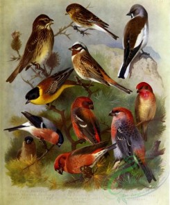 birds_by_thorburn-00061 - Corn Bunting, Black-headed Bunting, Bullfinch, Twite, Pine Bunting, Two barred Crowwbill, Crossbill, Snow Finch, Scarlet Grossbeak, Pine Grossbeak