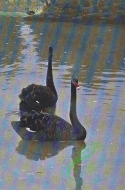 birds_full_color-00764 - Black Swan