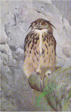 birds_full_color-01001 - Great Horned Owl