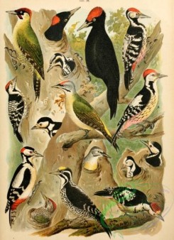 birds_full_color-01018 - 012-Black Woodpecker, White-backed Woodpecker, Great Spotted Woodpecker, Middle Spotted Woodpecker, Lesser Spotted Woodpecker, Three-Toed Woodpecker, Green Woodpecker, Burmese Black-naped Green Woodpecker