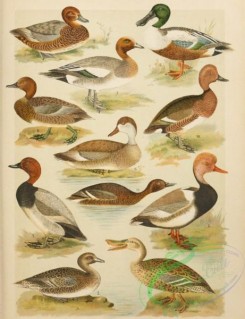 birds_full_color-01034 - 028-Wigeon, Northern Shoveler, Red-Crested Pochard, Pochard, Ferruginous Duck