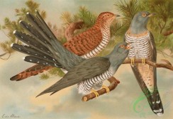 birds_full_color-01253 - Common Cuckoo