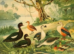 birds_full_color-01287 - 008-cairina moschata, sarcidiornis carunculata, sarcidiornis carunculata, alopochen jubatus, dendrocygna fulva, nomonyx dominicus
