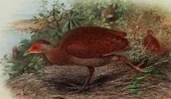 birds_full_color-01400 - Nicobar Megapode, megapodius nicobariensis