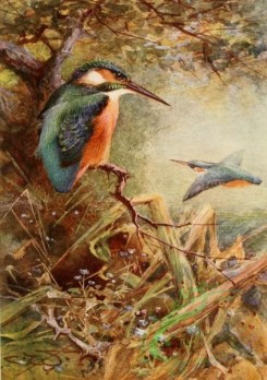birds_full_color-01640 - COMMON KINGFISHER
