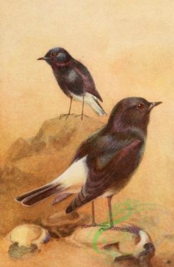 birds_full_color-01641 - Copy of WHITE-RUMPED CHAT, ROSY CHAT
