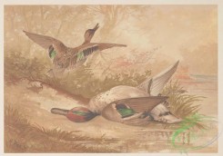 birds_in_flight-00008 - 001-Green-winged Teal, querquedula carolinensis
