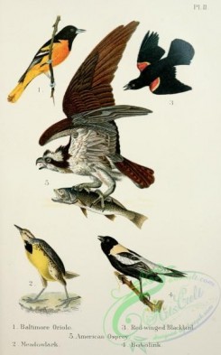 birds_in_flight-00027 - Baltimore Oriole, Meadowlark, Red-winged Blackbird, Bobolink, American Osprey