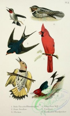 birds_in_flight-00031 - Ruby-Throated Hummingbird, Barn Swallow, Flicker, Whip-Poor-Will, Cardinal, Red-Headed Woodpecker