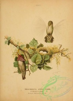 birds_in_flight-00039 - 034-Anna's Hummingbird, trochilus anna