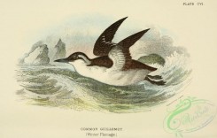 birds_in_flight-00055 - Common Guillemot