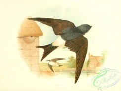 birds_in_flight-00064 - Martin