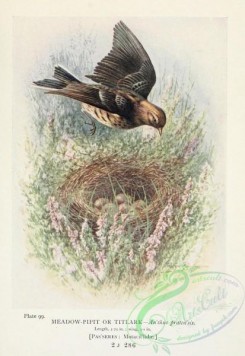 birds_in_flight-00067 - Meadow-Pipit or Titlark, anthus pratensis