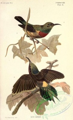 birds_in_flight-00076 - Olive-bellied Sunbird, nectarinia chloropygia, nectarinia christinoe