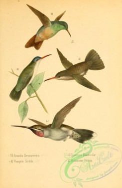 birds_in_flight-00087 - amazilia cerviniventris, phoeoptila sordida, cyanomyia quadricolor, heliomaster pinicola