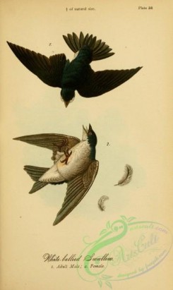 birds_in_flight-00109 - White-bellied Swallow