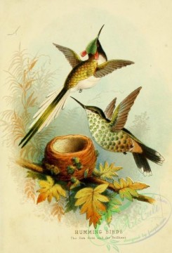 birds_in_flight-00115 - Sun Gem Hummingbird, Brilliant Hummingbird
