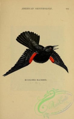 birds_in_flight-00141 - Bi-colored Blackbird