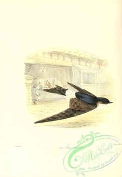 birds_in_flight-00142 - chelidon dasypus