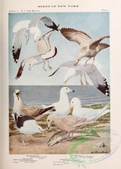 birds_in_flight-00154 - 005-Ring-billed Gull, Herring Gull, Great Black-backed Gull, Glaucous Gull, larus delawarensis, larus argentatus, larus marinus, larus glaucus