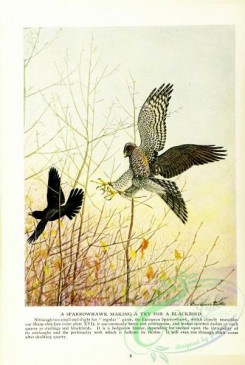 birds_in_flight-00164 - Sparrowhawk, Blackbird