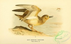 birds_in_flight-00195 - Buff-breasted Sandpiper, tringa rufescens