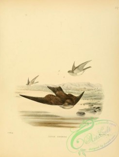 birds_in_flight-00218 - cotile sinensis