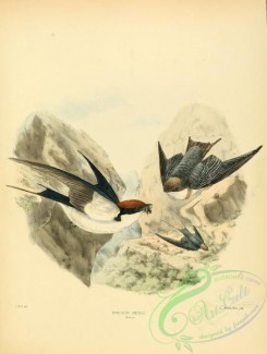 birds_in_flight-00232 - Wire-tailed Swallow