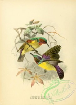 birds_in_flight-00234 - Red-throated Sunbird, anthreptes malaccensis