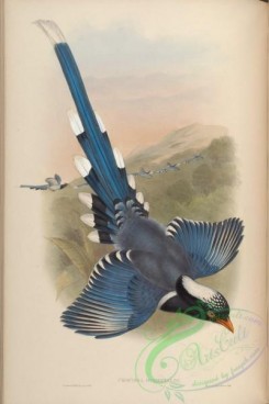 birds_in_flight-00282 - Nepaulese Blue Pie