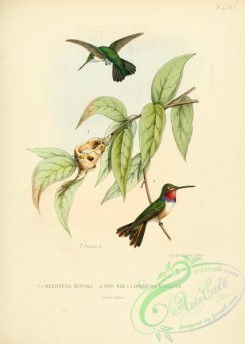 birds_in_flight-00324 - Vervain Hummingbird, son nid, doricha evelynae