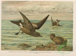 birds_in_flight-00330 - Leach's Fork-tailed Petrel, oceanodroma leucorrhoa
