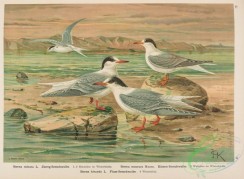 birds_in_flight-00335 - Lesser Tern, sterna minuta, sterna macrura, Common Tern, sterna hirundo