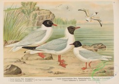birds_in_flight-00336 - Little Gull, larus minutus, Black-headed Gull, larus ridibundus, Mediterranean Gull, larus melanocephalus