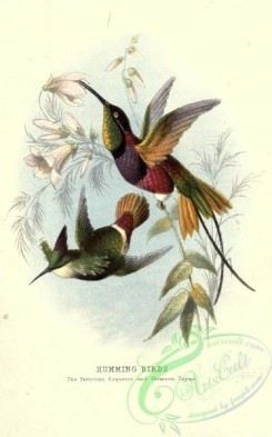 birds_in_flight-00361 - Peruvian Coquette Hummingbird, Crimson Topaz Hummingbird