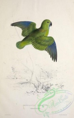 birds_in_flight-00376 - Collared Parrakeet, psittacula torquata