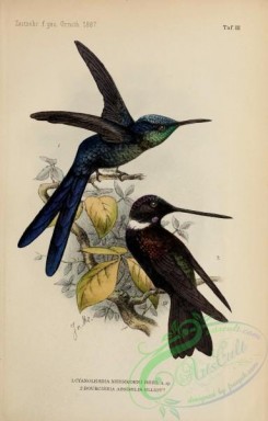 birds_in_flight-00380 - cyanolesbia nehrkorni, bourcieria assimilis
