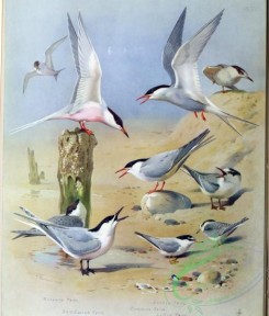 birds_in_flight-00426 - Roseate Tern, Sandwich Tern, Arctic Tern, Common Tern, Little Tern