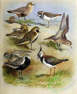 birds_in_flight-00427 - Sociable Plover, Golden Plover, Grey Plover, Lapwing, Killdeer Plover, Asiatic Golden Plover