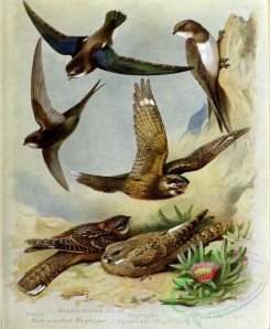 birds_in_flight-00433 - Swift, Needle-tailed Swift, Nightjar, Red-necked Nightjar, Egyptian Nightjar, Alpine Swift
