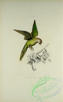 birds_in_flight-00465 - Grey-hooded Parakeet
