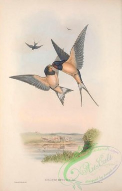 birds_in_flight-00497 - 005-Barn Swallow, hirundo rustica