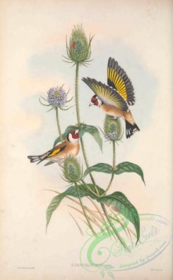 birds_in_flight-00508 - 036-Goldfinch, carduelis elegans